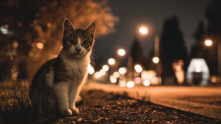 Gato callejero solitario en una calle desierta